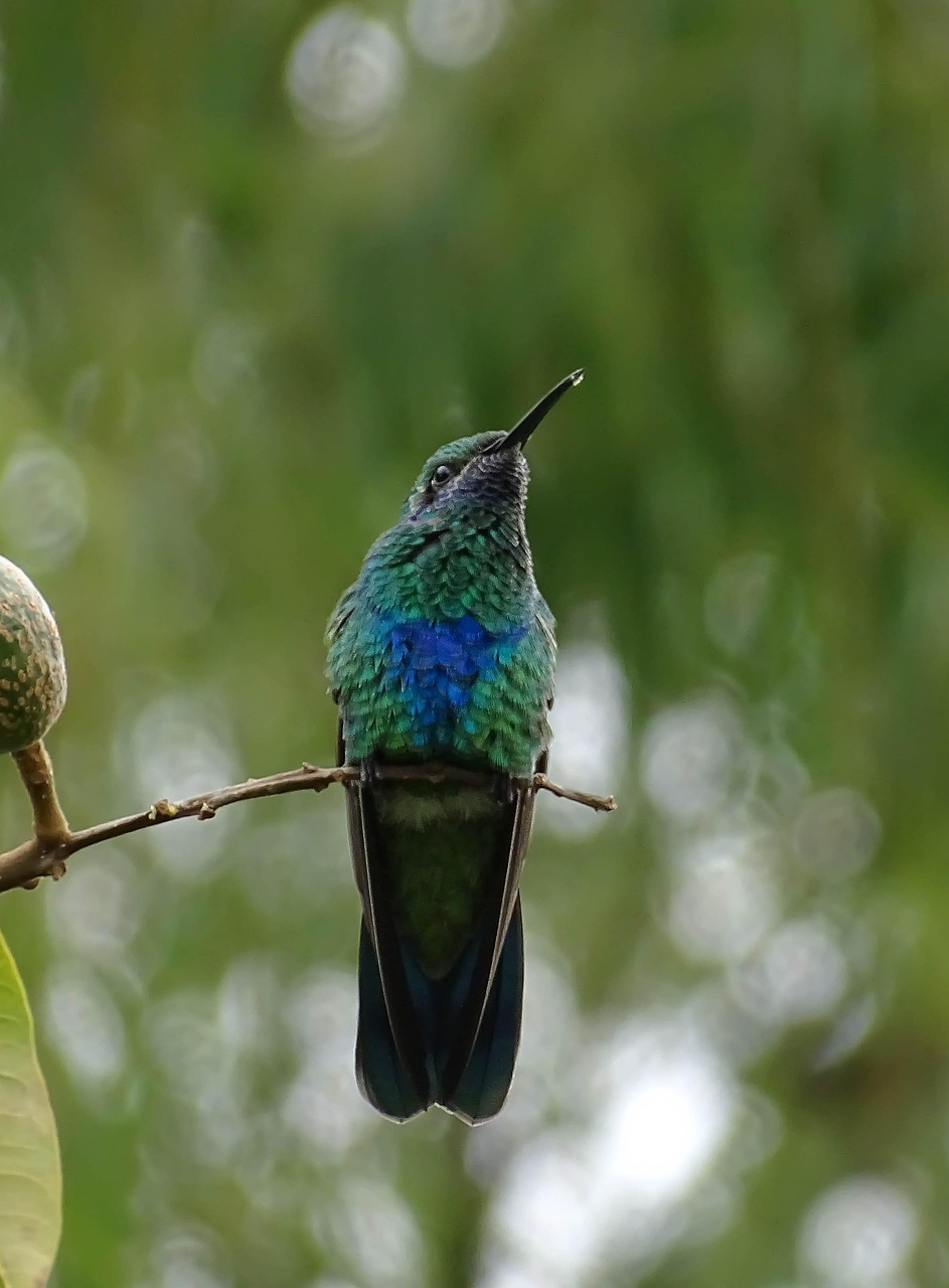 Home bird, hummingbird, colombia, green, nature, hummingbird, hummingbird, hummingbird, hummingbird, hummingbird, colombia, colombia, colombia, colombia, nature