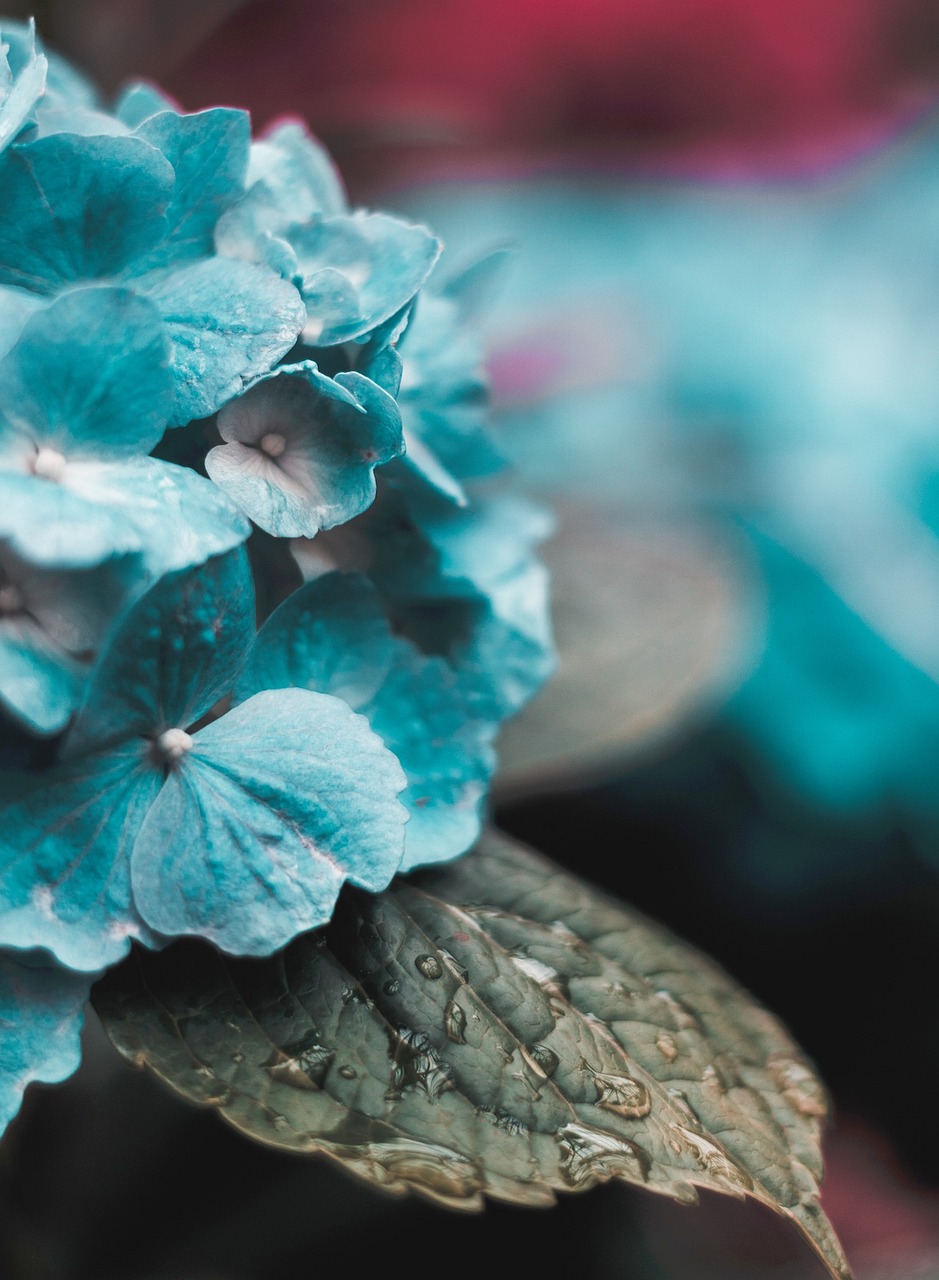 Home nature, plants, leaves, beautiful flowers, flower background, flower wallpaper, flowers, teal